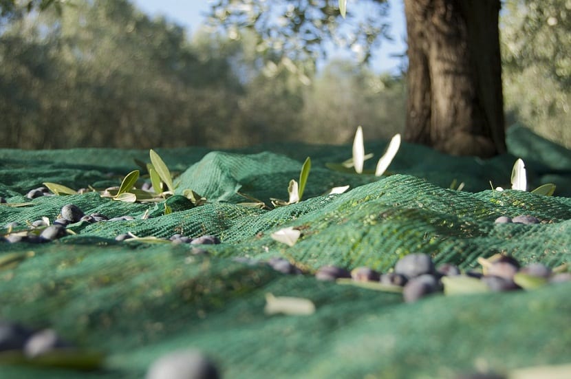 Faena de cosecha de aceituna en el olivar