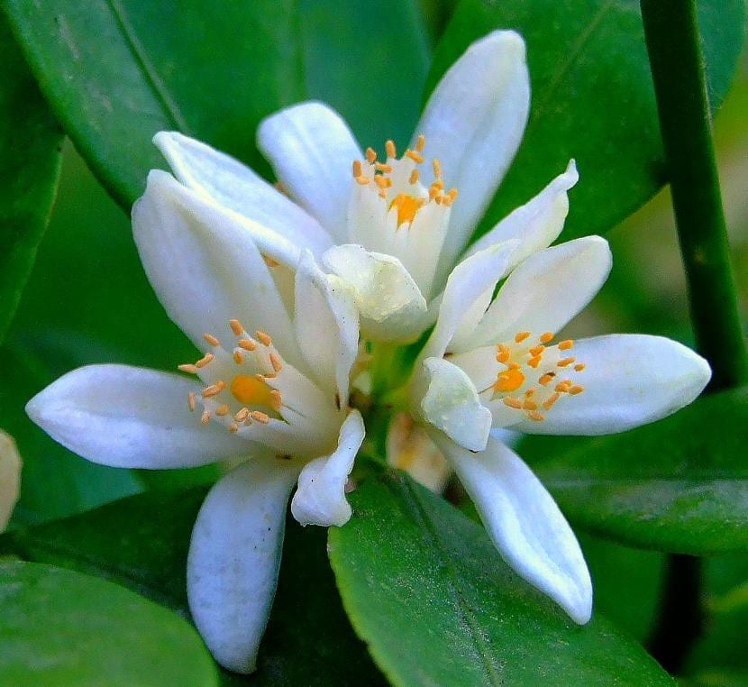 Flor de azahar del naranjo
