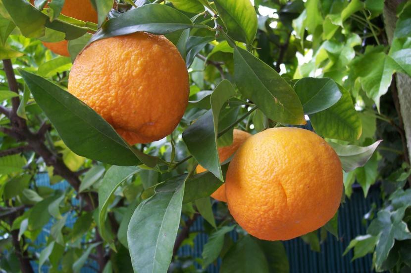 Naranjo cargado de fruta