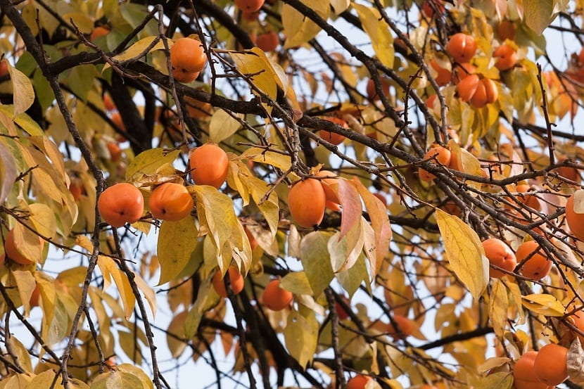 Árbol de kaki cargado de frutos naranjas en otoño