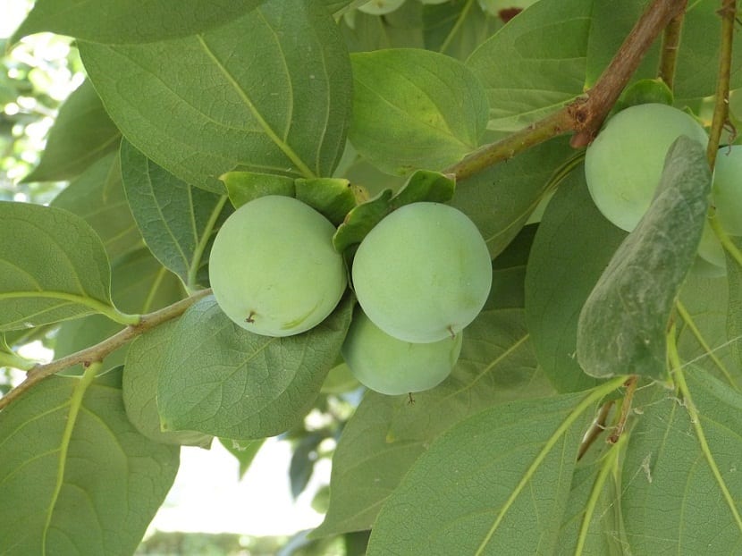 Fruto de caqui todavía verde en la rama