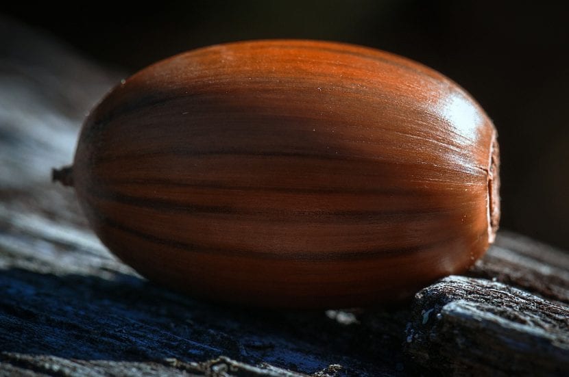 Bellota madura de tono pardo con su cúpula