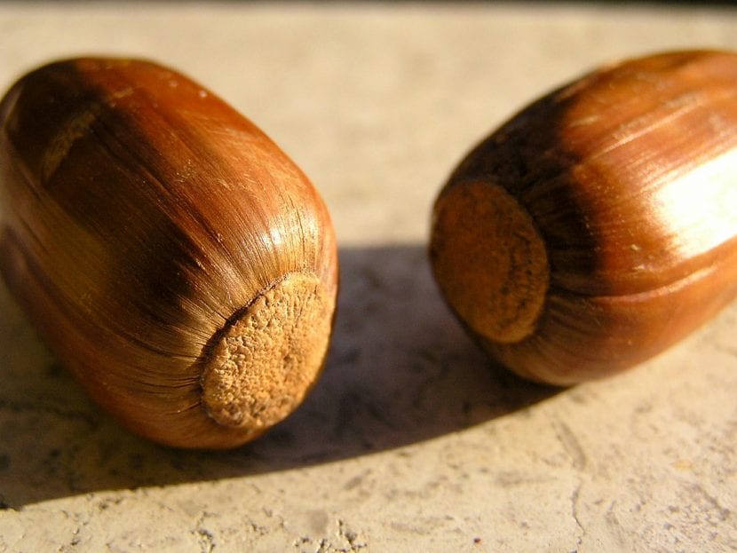 Bellotas maduras de encina sobre la rama