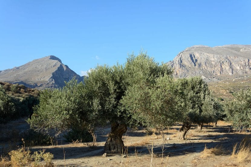 Ejemplar viejo de olivo con tronco retorcido