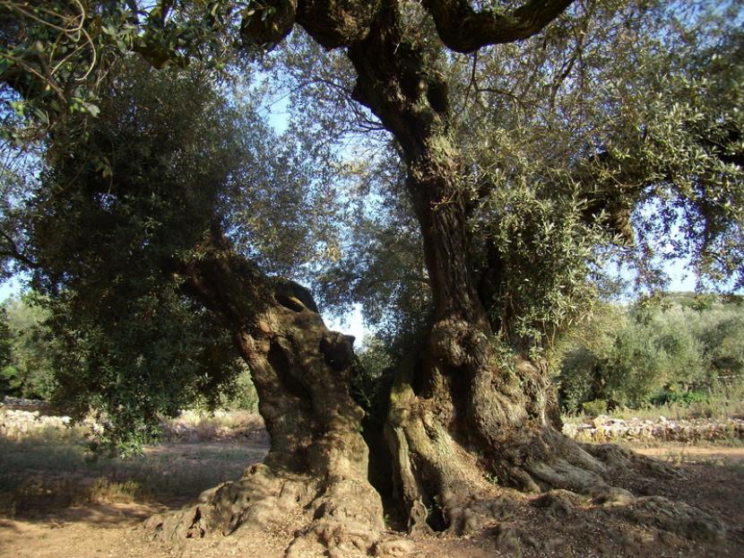 Olivo centenario Farga de Arión