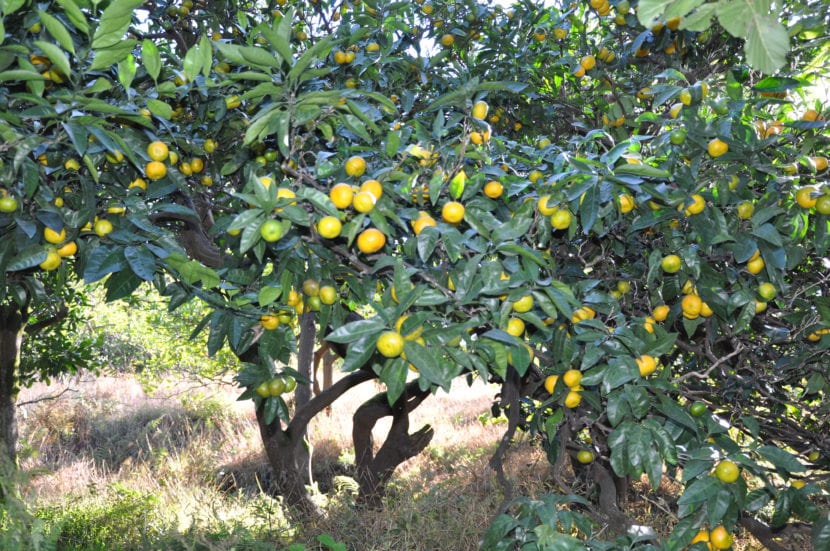Árbol de mandarinas en plena producción