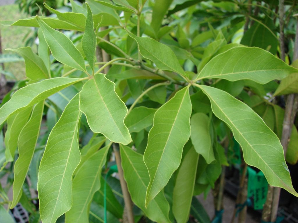 Ejemplar de Casimiroa edulis o cipote