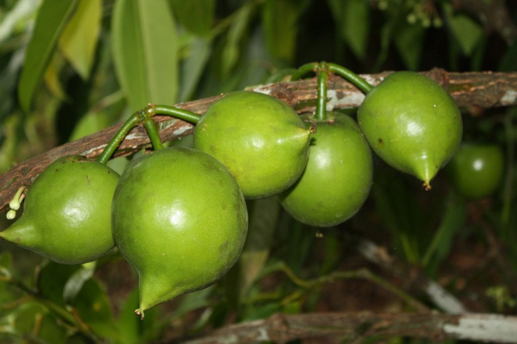 Frutos de Casimiroa edulis o zapote blanco