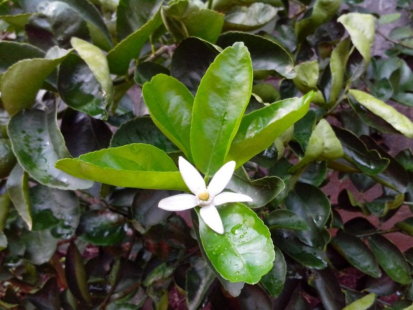 Flor de limonero abierta con los pétalos teñidos de morado