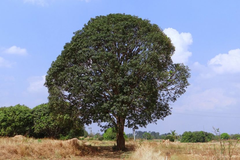Árbol de mango adulto con copa densa