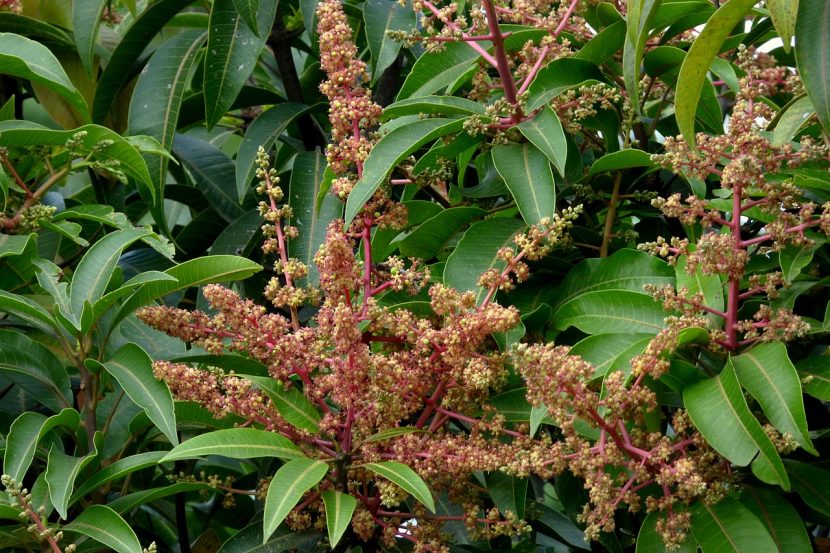 Panícula floral de mango con centenares de flores diminutas