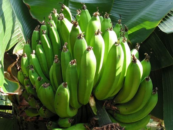 Racimo de plátanos madurando en la platanera