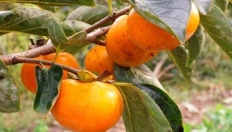 Frutos de caqui maduros en el árbol