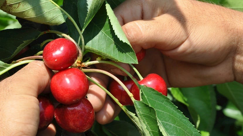 Cerezas recogidas en el punto de maduración