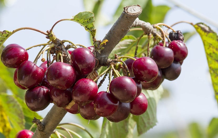 Cultivo del cerezo: polinización, poda y recolección