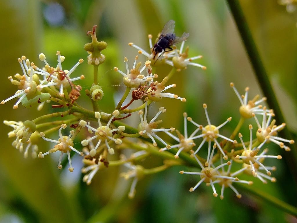 Flores del lichi en panícula