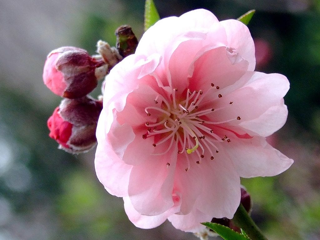 Prunus persica en flor antes de la brotación