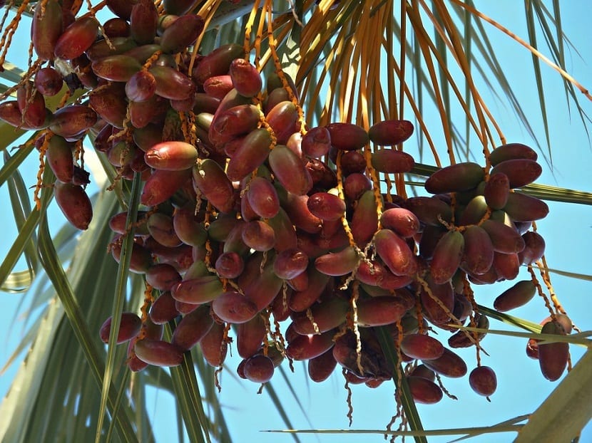 Palmera datilera: cultivo, polinización y cosecha