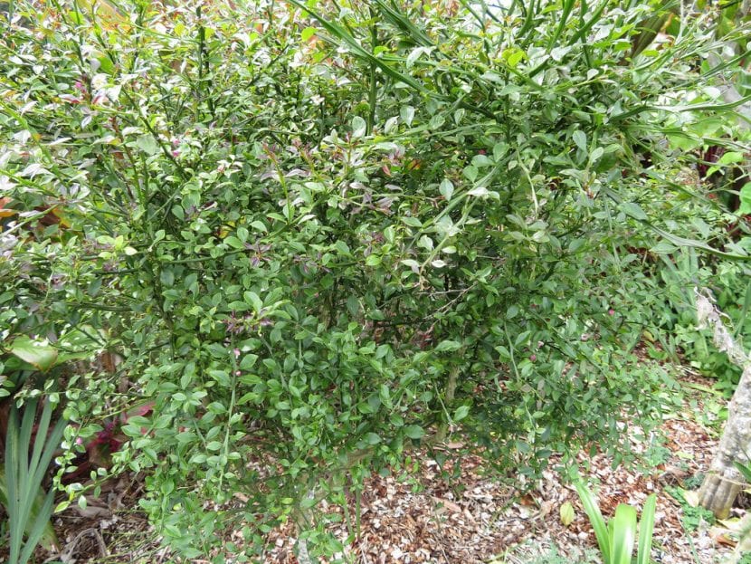 Ejemplar de Citrus australasica cultivado en maceta