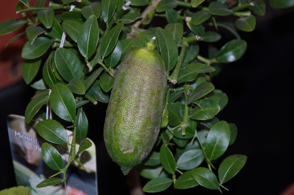 Dedo de lima (Citrus australasica): cultivo y cuidados