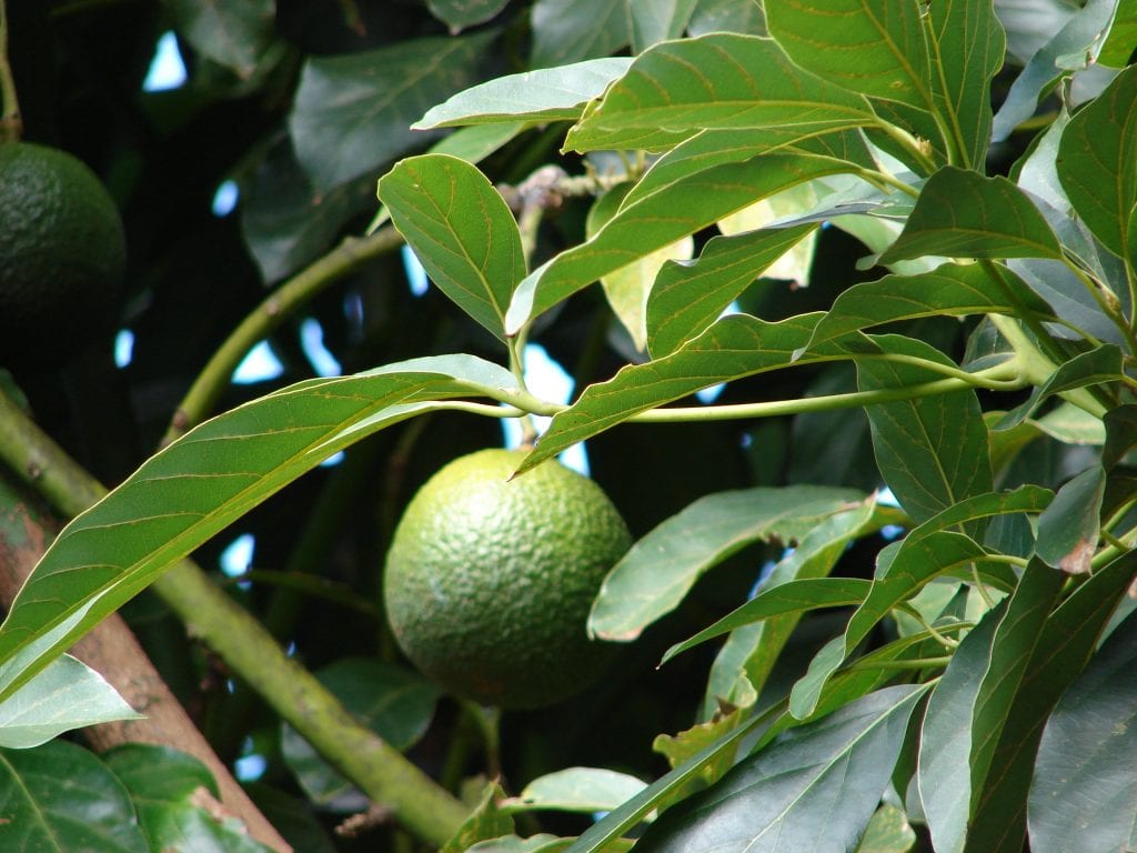 Aguacate: cultivo, riego, poda y plagas paso a paso