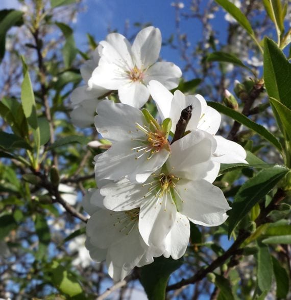 Almendro: cultivo, variedades autofértiles y cuidados
