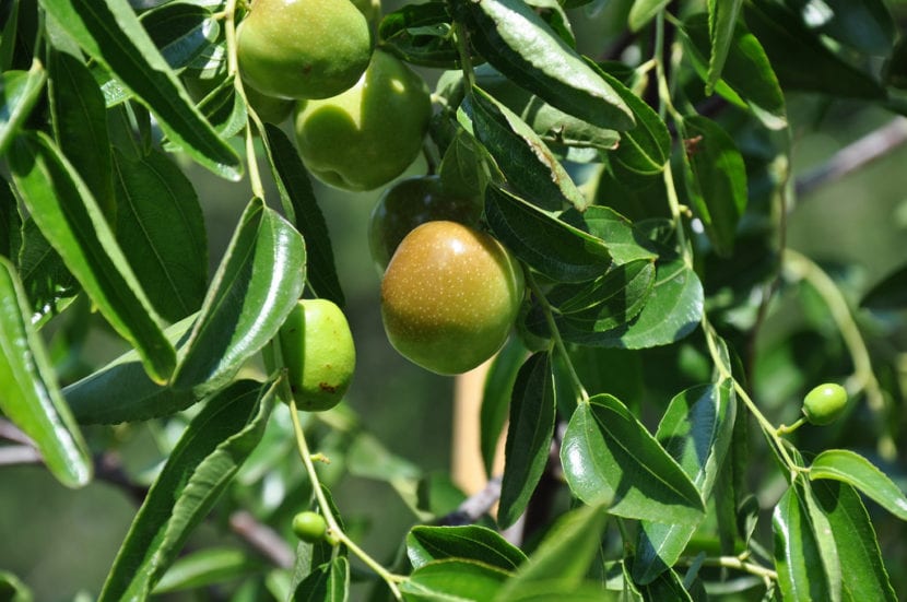 Azufaifo o jinjolero, Ziziphus jujuba