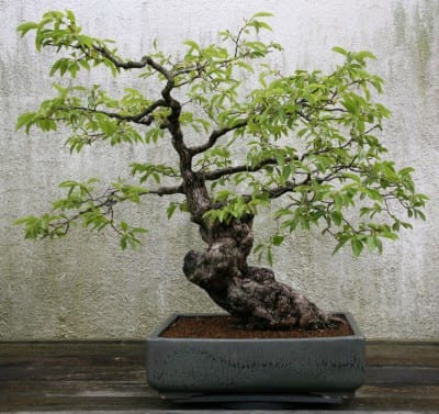 Caqui cultivado como bonsái