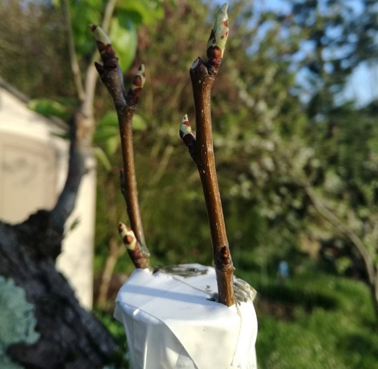 Injerto de peral sobre patrón