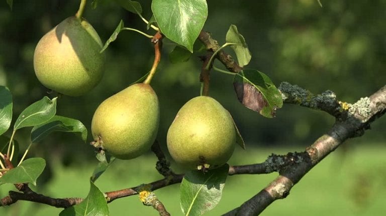 Peras maduras colgando de las ramas de un peral