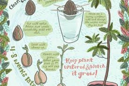 Planta joven de aguacate con hojas desarrolladas en maceta