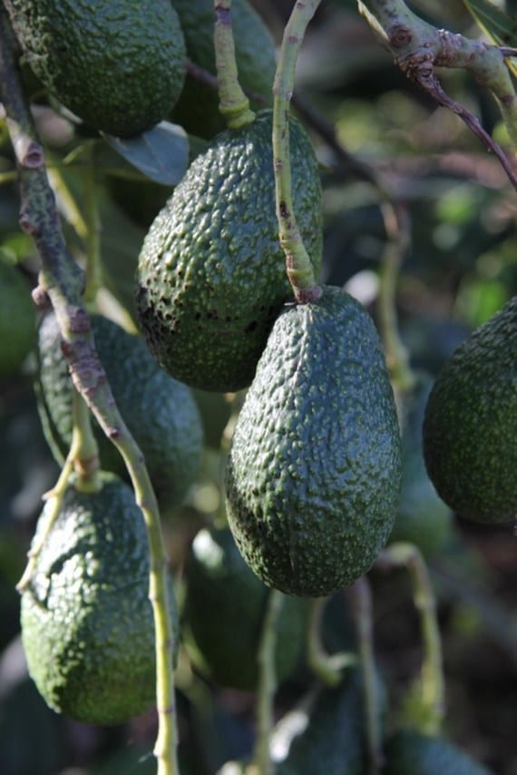 Trasplante inicial del aguacate: cuándo y cómo hacerlo