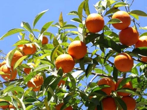 Plantación de árboles frutales en clima cálido