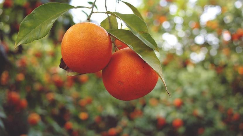 Naranjas sanas en el árbol