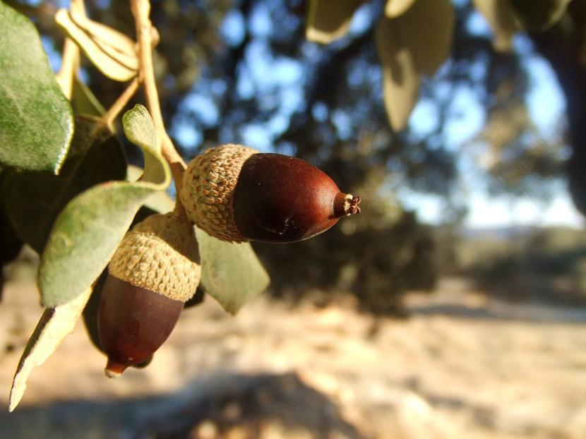 Bellota madura de encina recién recolectada