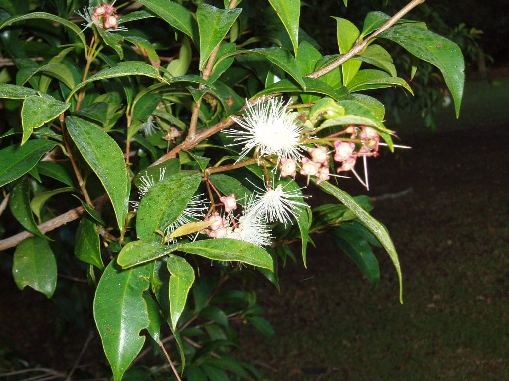 Ejemplar de Syzygium paniculatum con brotes nuevos rojizos