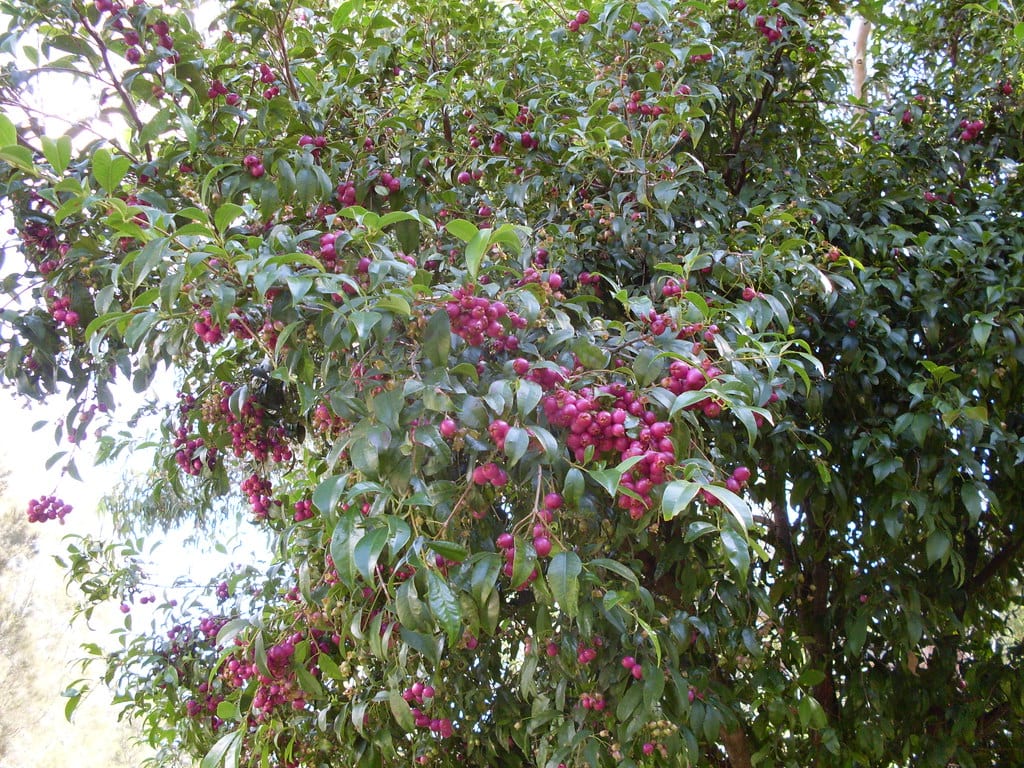 Frutos maduros de color magenta de la Eugenia myrtifolia