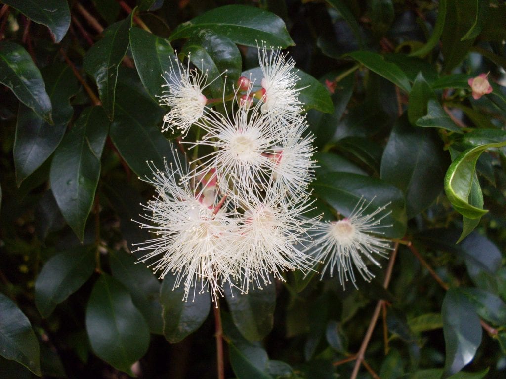 Eugenia myrtifolia: cuidados, poda y fruto comestible