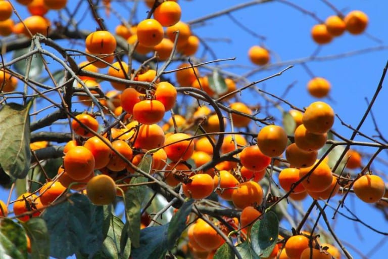 Caqui, Diospyros kaki, frutal de sombra en jardín
