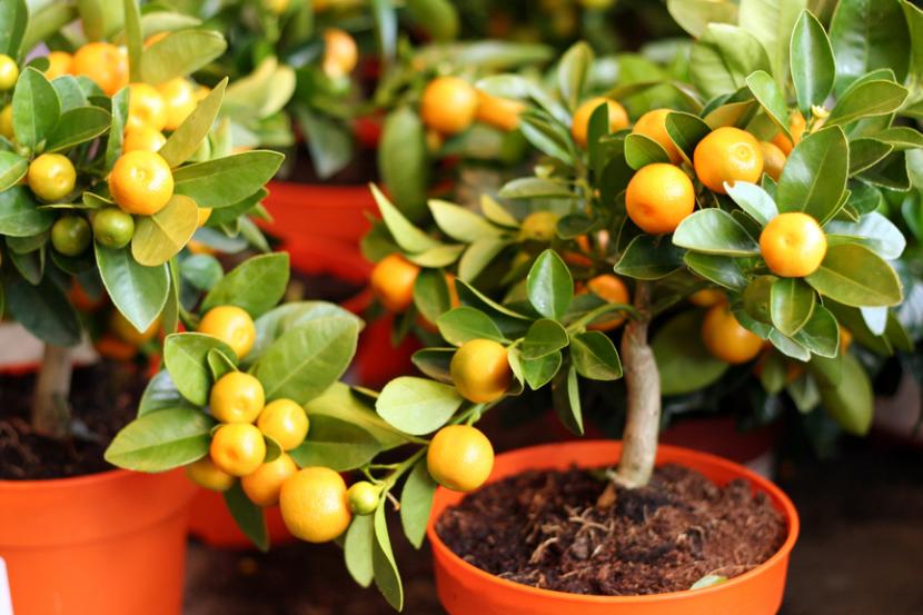 Frutales enanos en maceta: guía de cuidados completa