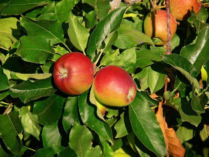 Manzano enano cultivado en maceta con manzanas maduras