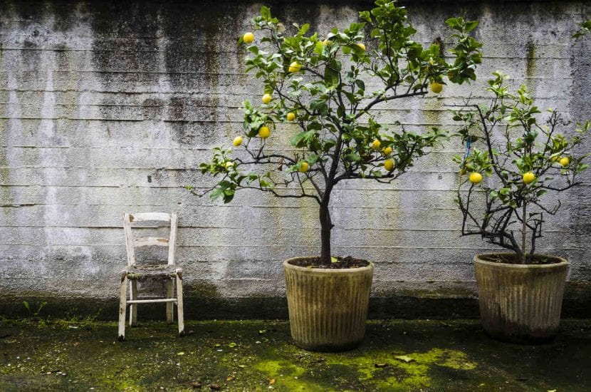 Limonero joven cultivado en maceta
