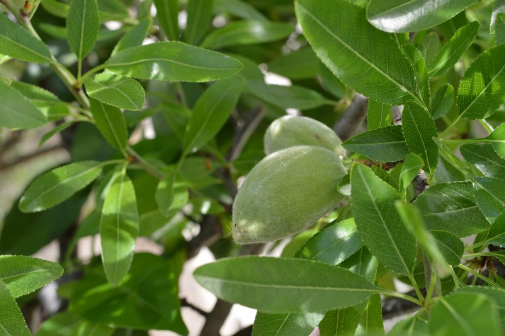 Almendro en flor a finales de invierno