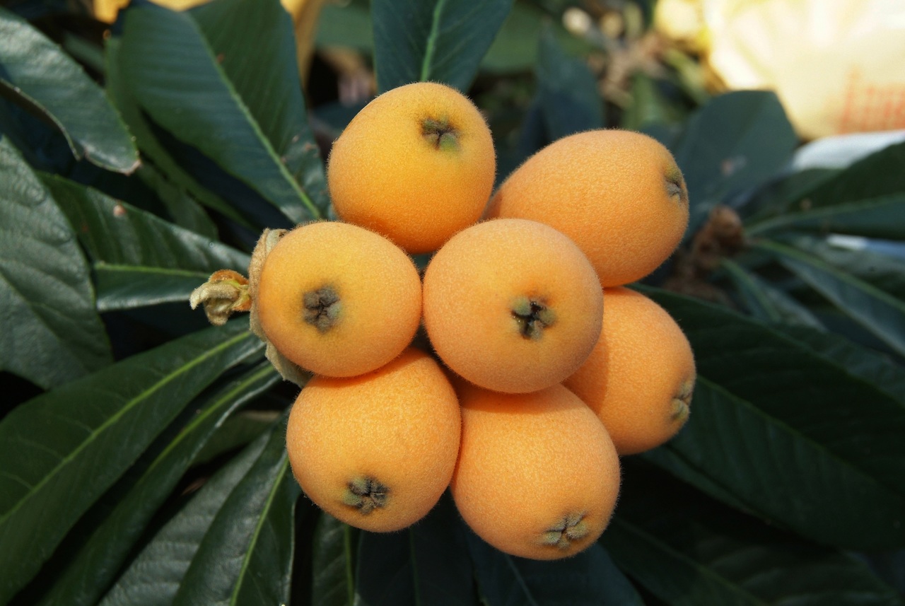 Frutales de rápido crecimiento para jardín: cuáles elegir
