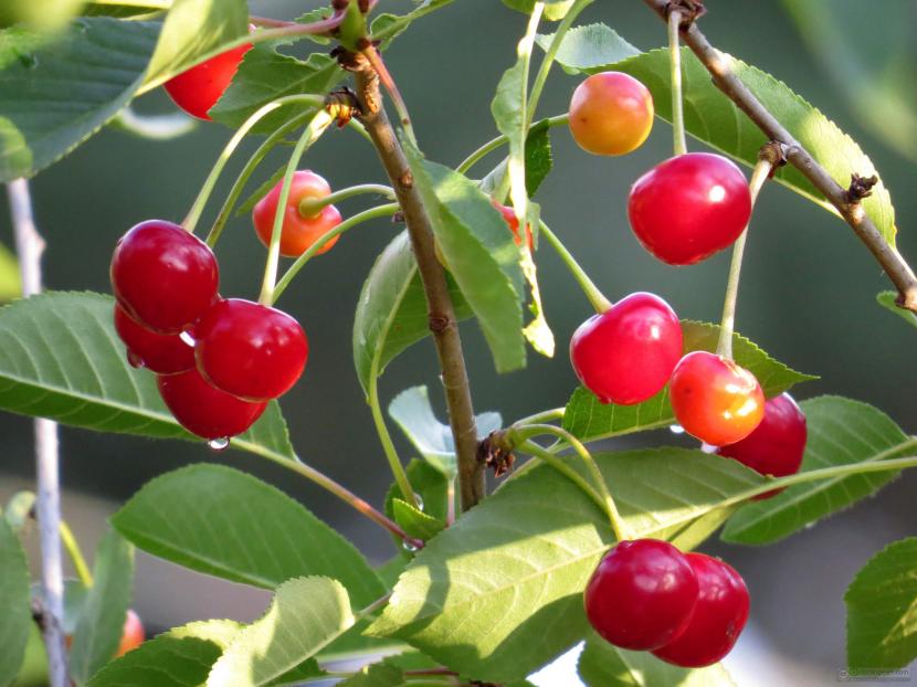 Cerezas maduras en el árbol