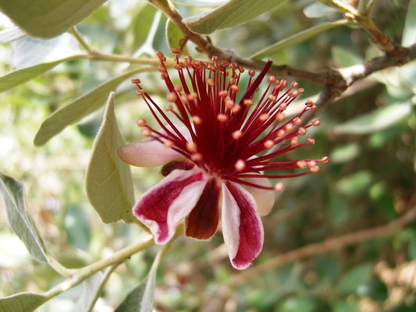 Flores y hojas de Acca sellowiana, el guayabo del Brasil