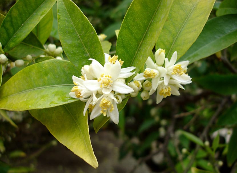 Frutos de kumquat en la rama