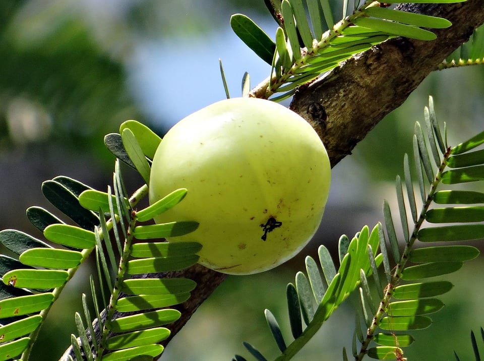 Grosellero de la India (amla): cultivo y cuidados