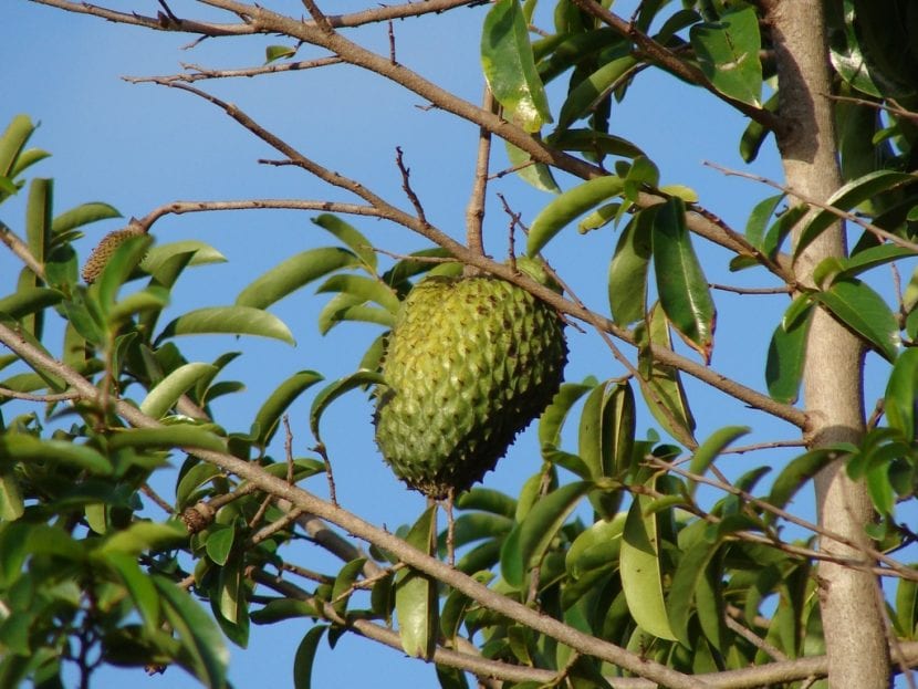 Fruto de la guanábana, Annona muricata