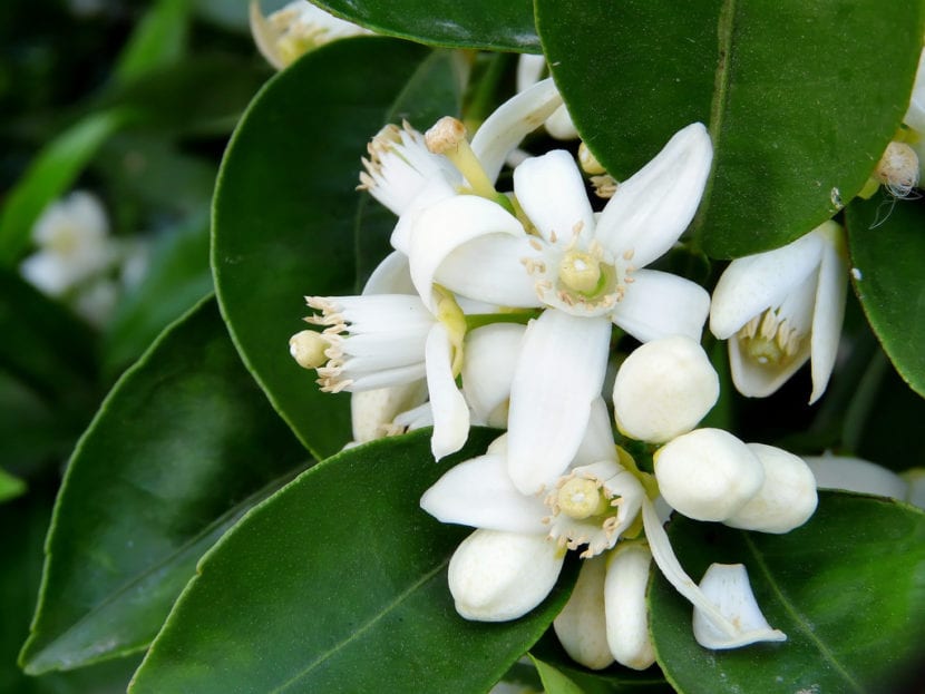 Flores de azahar del naranjo